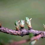 The tiny brownish-gray needles, that are attached to the healthy emerging needles, are actuall the larch casebearer caterpillars in their cases and ready to feed. (Photo: R. Childs)