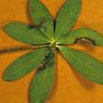 Colletotrichum species (anthracnose) on Lupine