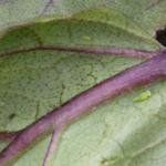 Leafhopper nymph on eggplant.