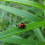 Mating adult lily leaf beetles in Amherst, MA on 6/8/2017. Photo: Simisky. 