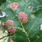 Convex lesions on the upper surface of a pin oak (Quercus palustris) leaf caused by Taphrina caerulescens. Photo by N. Brazee.