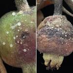 Bacterial ooze produced by Erwinia amylovora, cause of fire blight, on diseased Paula Red apples (Malus domestica 'Paula Red'). Photo by N. Brazee
