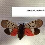 Pinned spotted lanternfly adults with wings open. Note the bright red coloration now visible on the hindwings. This cannot be seen when the insect is at rest. (Simisky, 2017).