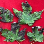  Fig 3. Symptoms of anthracnose (angular-shaped lesions along the primary veins and marginal blight) on a Freeman maple (Acer × freemanii 'Jeffersred' AUTUMN BLAZE)