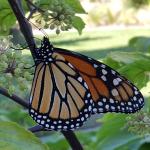 Monarch butterfly. Photo: T. Simisky.