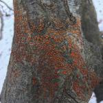 Orange-colored erumpent pads produced by Nectria cinnabarina on a weeping European beech (Fagus sylvatica 'Pendula')