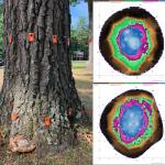 Sampling locations (left) and sonic tomograms (right) on a black oak (Quercus velutina) infected by Niveoporofomes spraguei. Decay in the sonic tomograms are depicted by the violet and blue regions. Photos by N. Brazee