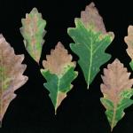 Fig. 3: Blighted leaf margins on a swamp white oak (Quercus bicolor) infected by Apiognomonia errabunda.