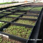 Seedling in open seed flats