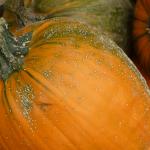 Plectosproium lesions on pumpkin fruit. Photo: UMass Extension Vegetable Program