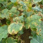 Black rot symptoms in turnip. Photo: UMass Extension Vegetable Program