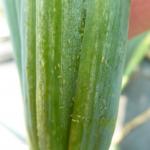 Thrips nymphs on onion leaf