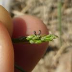 Common asparagus beetle eggs. Photo: K. Campbell-Nelson