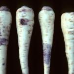 Itersonilia canker of parsnip root. Photo: R. L. Wick
