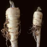 Root knot nematode in parsnip. Photo: R. L. Wick