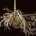 Root knot nematode galls in pepper roots. Photo. R. L. Wick