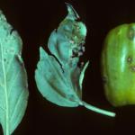 Bacterial spot lesions on pepper foliage and fruit. Photo: R. L. Wick