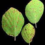Early stage disease development of Phyllosticta leaf blotch on witchhazel (Hamamelis) caused by Phyllosticta hamamelidis. Photo by N. Brazee