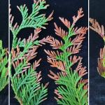 Range of arborvitae needle blight symptoms on western red-cedar (Thuja plicata).
