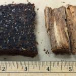 Fig. 3: Stained, water-soaked bark and discolored sapwood from a European beech affected by Phytophthora bleeding canker.