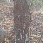 Black turpentine beetle damage (pitch tubes) on lower trunk of pitch pine.