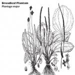 Broadleaf Plantain