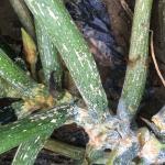 Plectosporium lesions on zucchini stem and petioles. Photo: G. Higgins