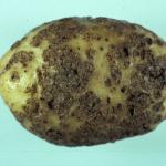 Common potato scab. Photo: R. L. Wick