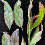 Leaf blotch and scorch on Leucothoe as a result of powdery mildew infection.