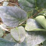 Dusty, white-colored coating of powdery mildew growth on leaves of common lilac (Syringa vulgaris). 