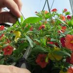 Shaping a hanging basket during production