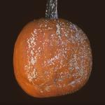 Plectosporium lesions on pumpkin fruit. Photo: R. L. Wick