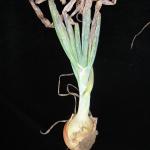 Onion with symptoms of purple blotch. Photo: A. Madeiras