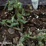 Pythium root rot symptoms on garden impatiens
