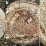 Red ring rot patterns of decay: (A) early stages of pinkish-colored incipient decay in the heartwood; (B) advanced decay radiating out from the heartwood; and (C) decay expanding parallel to the grain. Photos by N.J. Brazee