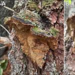 Conks of Porodaedalea on eastern white pine (Pinus strobus), showing: (A) singular occurrence from an old branch stub and hoof-shaped with a dark-colored cap; (B) yellow-brown to brown pore layer; and (C) location on the trunk of an infected tree. Photos by N.J. Brazee
