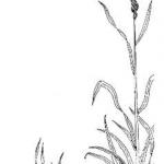 Reed Canarygrass
