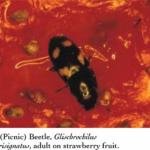 Sap (Picnic) Beetle, Gliscvrochilus quadrisgnatus
