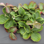 ) Left to Right – Various examples of Strawberry infected with both SMoV and SMYEV