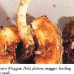 Seedcorn Maggot, Dilia platura, maggot feeding inside seed