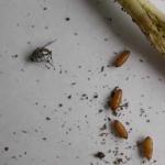 Seedcorn maggot, Delia platura