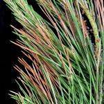 Symptoms of Septorioides needle blight (Septorioides strobi) on mugo pine (Pinus mugo). Photo by N. Brazee