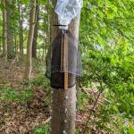 A circle trap for detecting spotted lanternfly. The gray, putty-like spots on the tree are an experimental lure for spotted lanternfly that was tested by UMass researchers and their cooperators. (Photo: Tawny Simisky)