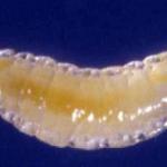 Swede midge larva. Photo: Swede Midge Information Center for the U.S.