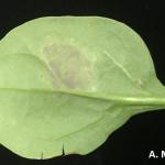 Purplish-gray sporulation of spinach downy mildew on the underside of a leaf.