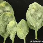Yellow patches on the upper surfaces of spinach leaves- often the first symptom of spinach downy mildew.