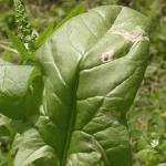 Spinach Leafminer Injury 