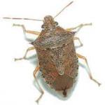 Brown bug which appears less elongated than the shield bug with spines on the shoulders