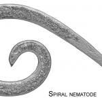 Spiral Nematode