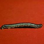 Spring cankerworm caterpillar. Photo: Robert Childs.